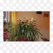 花卉设计花盆室内植物.设计