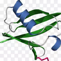 泛素蛋白酶体细胞信号转导