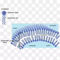 亲水性疏水细胞膜磷脂生物膜-水