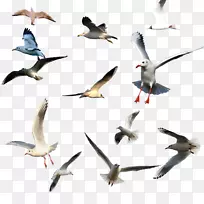 鸟类迁徙飞行海鸥