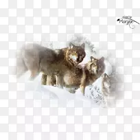 灰狼猫画艺术摄影-猫