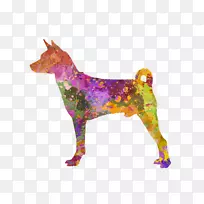 犬种巴森吉猎犬群摄影-罗梅罗