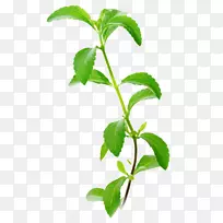 甜菊糖替代植物叶绿素-有机植物