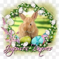 复活节兔子家庭兔派对逾越节-复活节