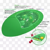 叶绿体类囊体类颗粒植物细胞