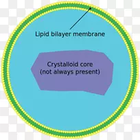 过氧化物酶体细胞甚长链脂肪酸细胞器生物膜细胞