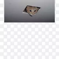 胡须猫卢卡斯石油体育场天花板-猫