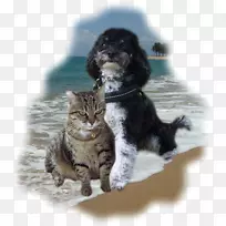 胡须车狗养猫车
