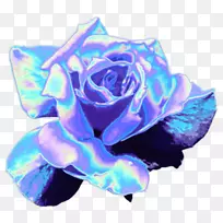 蓝色玫瑰花园玫瑰彩虹玫瑰切花-玫瑰