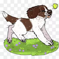 英国弹簧猎犬小狗品种威尔士弹簧猎犬-小狗