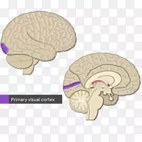 大脑皮层初级运动皮层视觉皮层脑