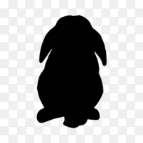 弗拉芒大兔子黑狗色兔