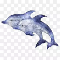 普通宽吻海豚图库溪粗齿海豚水彩画海豚