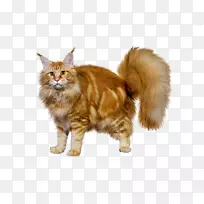 缅因州，挪威森林猫kurilianbobtail，Cymric胡须-HASKY