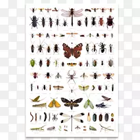 昆虫，蜜蜂，害虫，蟑螂，苍蝇