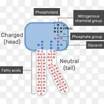 细胞膜脂双层磷脂生物膜