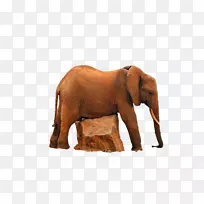 印度象非洲象野生动物大象-印度