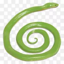 粗绿蛇爬行动物野生动物有限公司珊瑚蛇-绿蛇