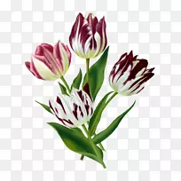 郁金香艺术花卉设计植物插图-郁金香