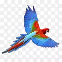 新几内亚鹦鹉-鹦鹉