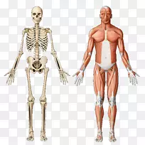 骨骼肌解剖肌肉系统人体骨骼