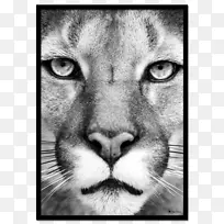 美洲狮眼豹-狮子
