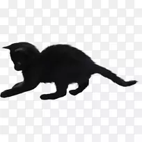 黑猫须，家养短毛猫