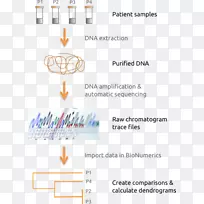 多位点序列分型DNA测序核酸序列-科学