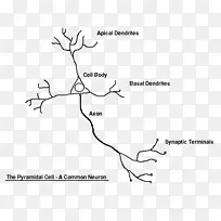 神经系统神经元突触细胞工作表
