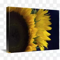 普通向日葵意象类流行艺术海报-向日葵3D