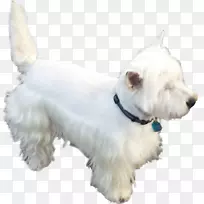 西高地白色小猎犬苏格兰小猎犬标准雪诺犬伴犬-小狗