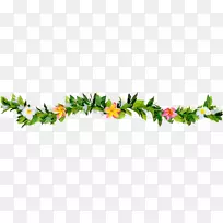 毛伊莱兰花摄影植物茎-夏威夷花蕾