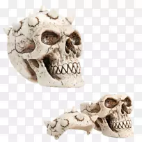 骷髅骨架，可收藏的容器.头骨