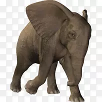 印度象非洲象光栅图形