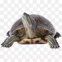 箱形海龟爬行动物红耳滑块常见的抓取龟-Tortuga
