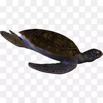 箱形海龟爬行动物