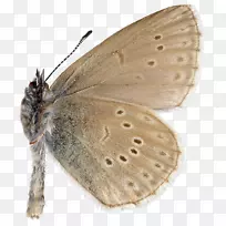 毛茸茸的蝴蝶，棕色的家蛾，蚕蛾，刷脚的蝴蝶，蝴蝶。