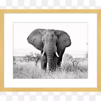印度象非洲灌木象大象野生动物制作艺术非洲版画