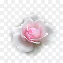 花园玫瑰，花，甘蓝，玫瑰，爱情，悲伤-花
