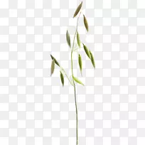 草本植物2403(عدد)2404(عدد)草坪草甸-牧草
