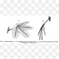 金合欢(Mimosa Pudica)植物刺槐(Acia Trebata Time Obiology)
