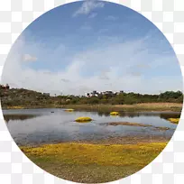 纳塔卡岛水资源湿地盐沼芦苇