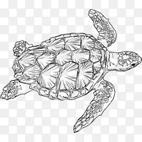 甲鱼海龟爬行动物绿海龟-海龟