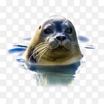 无耳海豹自然地海豹保护区-海豹海洋
