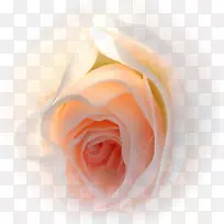 花园玫瑰鲜花礼物爱情花