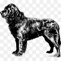 纽芬兰犬小狗比格着色书剪贴画-小狗