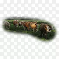 牛牧场放牧群野生动物