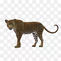豹猎豹猫科美洲狮豹