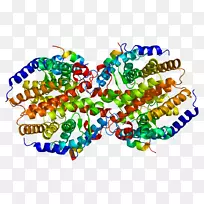 构成型雄激素受体核受体蛋白