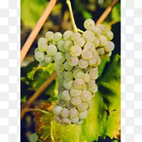 苏大拿野人小葡萄州瓦莱葡萄酒